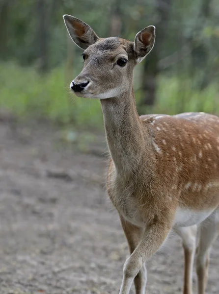 Gefleckte Eidechse — Stockfoto