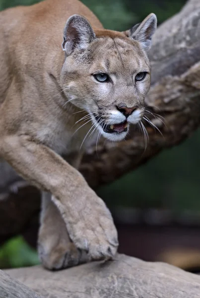 Retrato de pumas —  Fotos de Stock