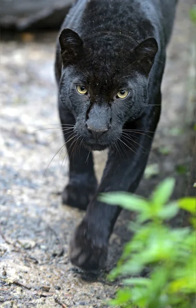 Amur Leopard — Stock Photo, Image