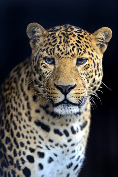 Amur Leopard — Stock Photo, Image