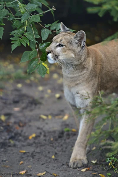 Puma — Stockfoto