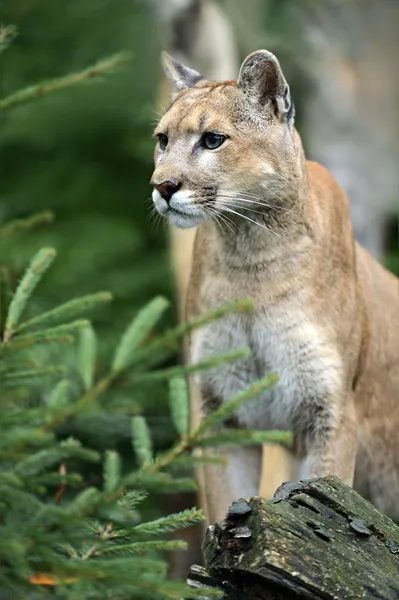 Puma. — Fotografia de Stock