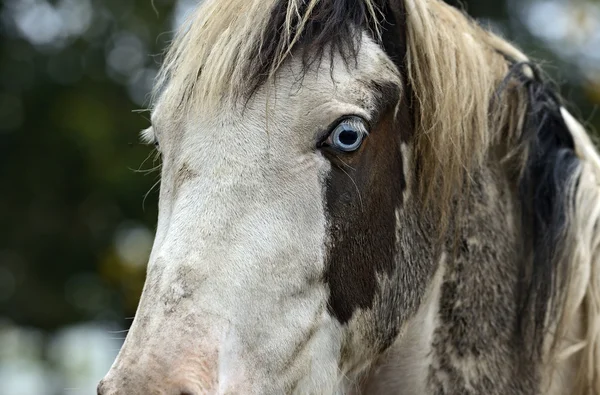 Hest – stockfoto