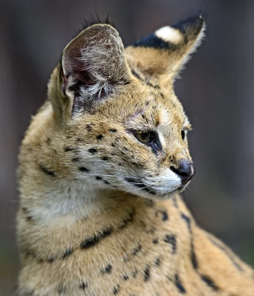 Portrait of a serval in nature — Stock Photo, Image