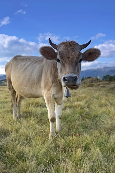 Carpatos de vaca — Foto de Stock