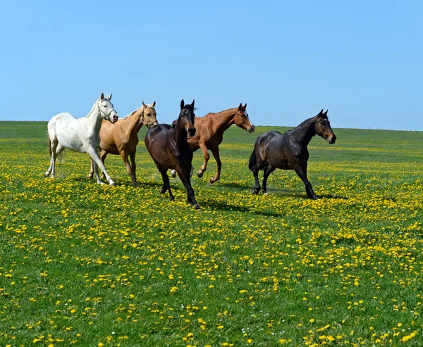 Häst — Stockfoto