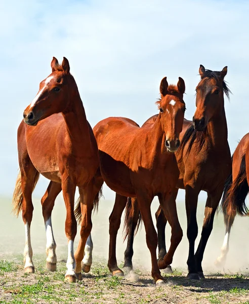 Cavallo — Foto Stock