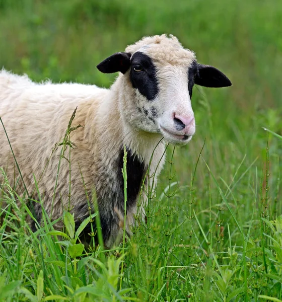 Las ovejas pastan en un pasto en las montañas —  Fotos de Stock