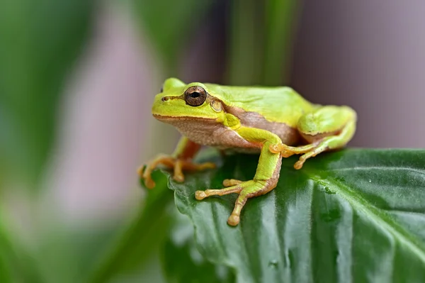 Grön trädgroda — Stockfoto