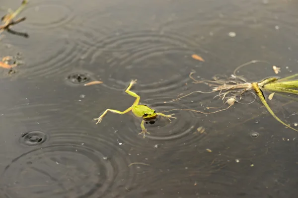 Grüner Laubfrosch — Stockfoto