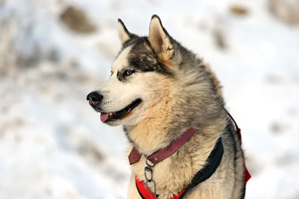 Cão Husky — Fotografia de Stock