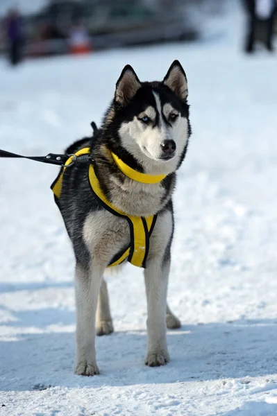 Husky hond — Stockfoto