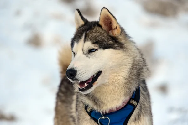 Husky hond — Stockfoto