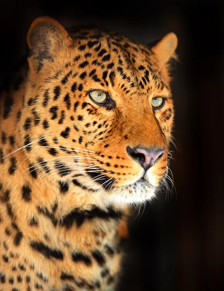 Porträt-Leopard — Stockfoto