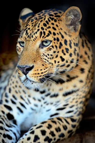 LEOPARD AMUR — Zdjęcie stockowe