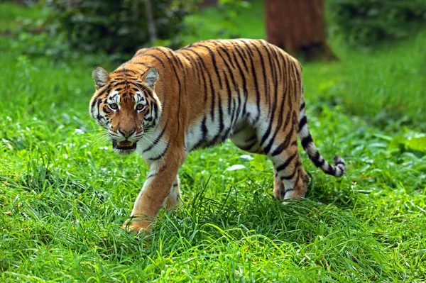 Porträt des Tigers — Stockfoto