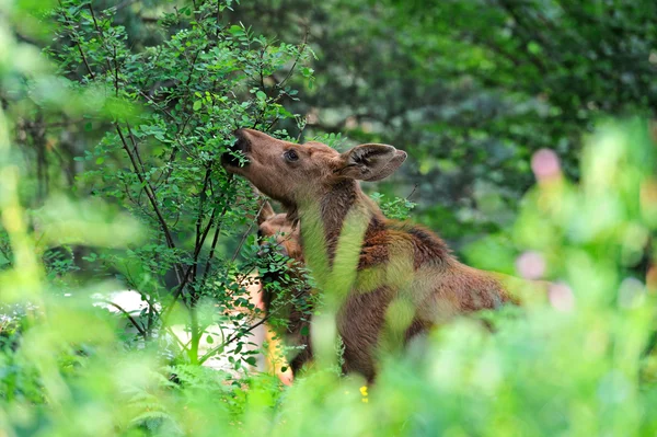 Bir leoparın portresi — Stok fotoğraf