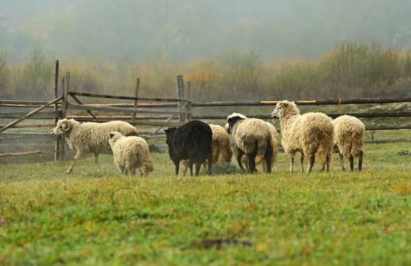 Las ovejas pastan en un pasto en las montañas — Foto de Stock