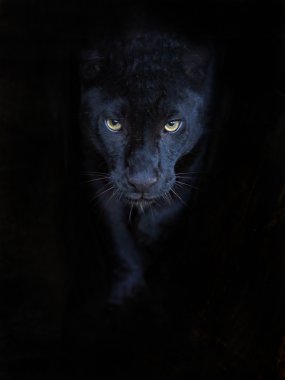 Black Panther