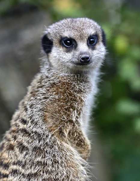 Suricata — Stockfoto