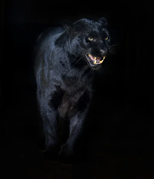 Schwarzer Panther — Stockfoto