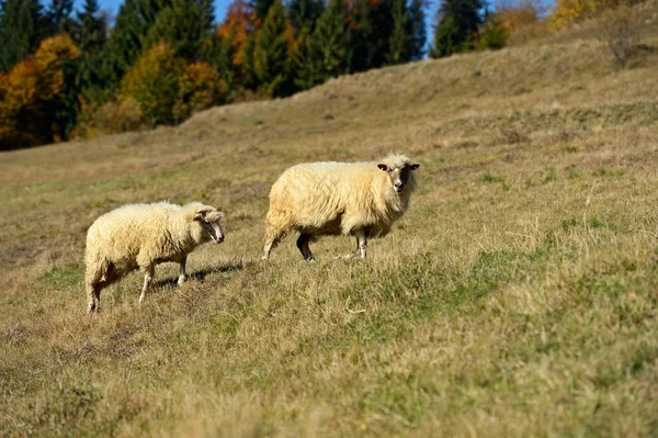 Ovelhas pastam em um pasto nas montanhas — Fotografia de Stock