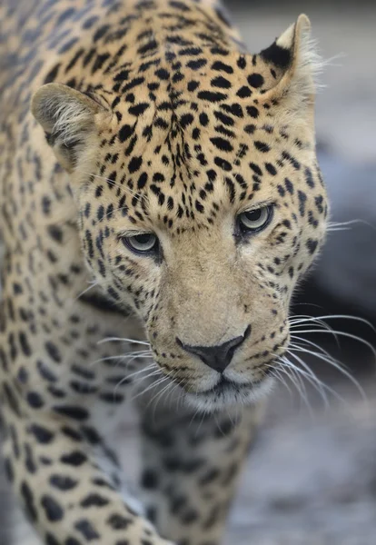 LEOPARD AMUR — Zdjęcie stockowe