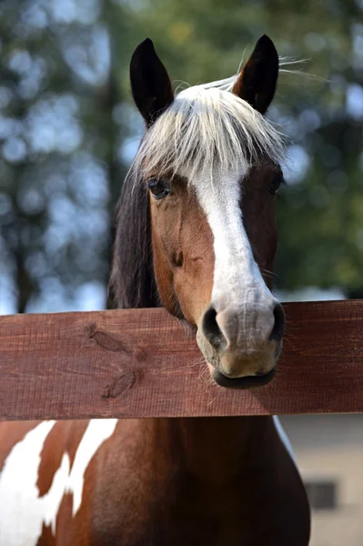 Horse — Stock Photo, Image