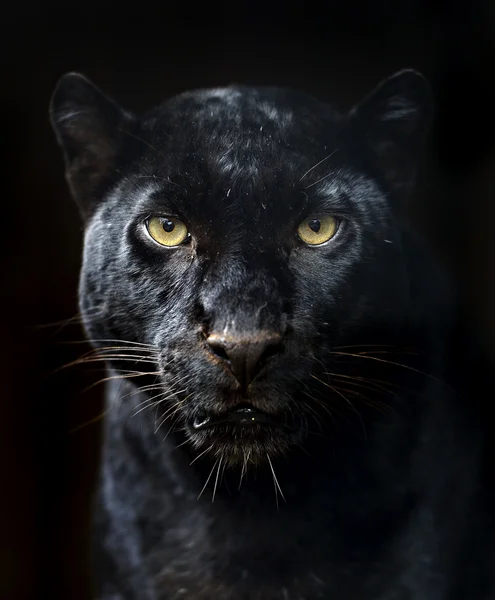 Black Panther — Stock Photo, Image