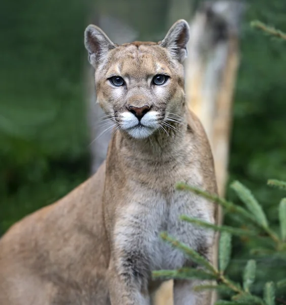 Puma — Stock fotografie