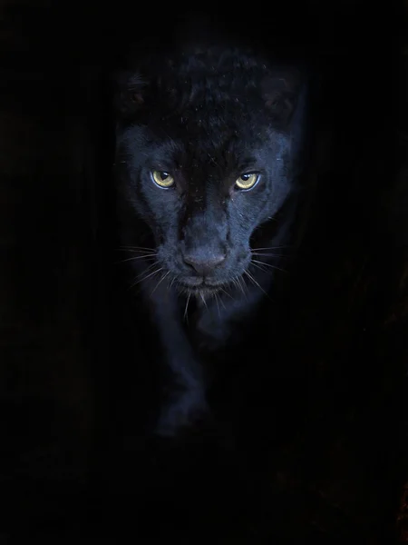 Black panther Stock Photos, Royalty Free Black panther Images |  Depositphotos