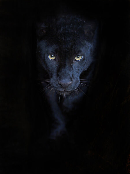 Pantera negra — Foto de Stock