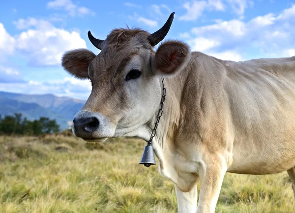 Carpathian cow — Stock Photo, Image