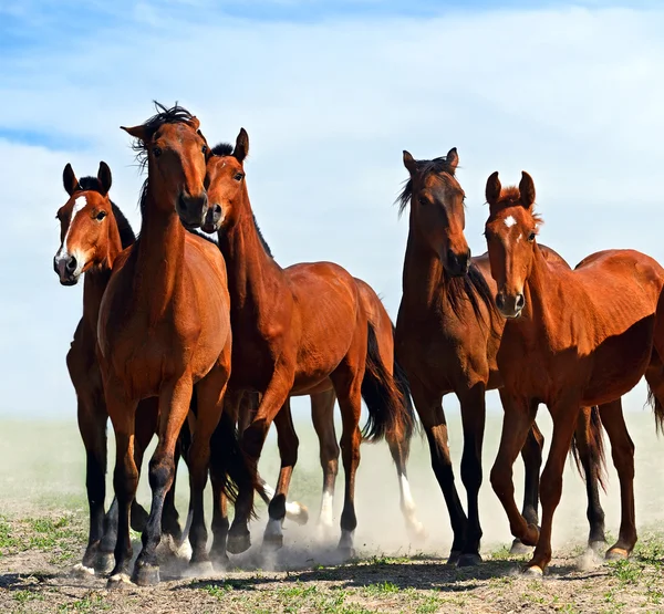 Caballo — Foto de Stock