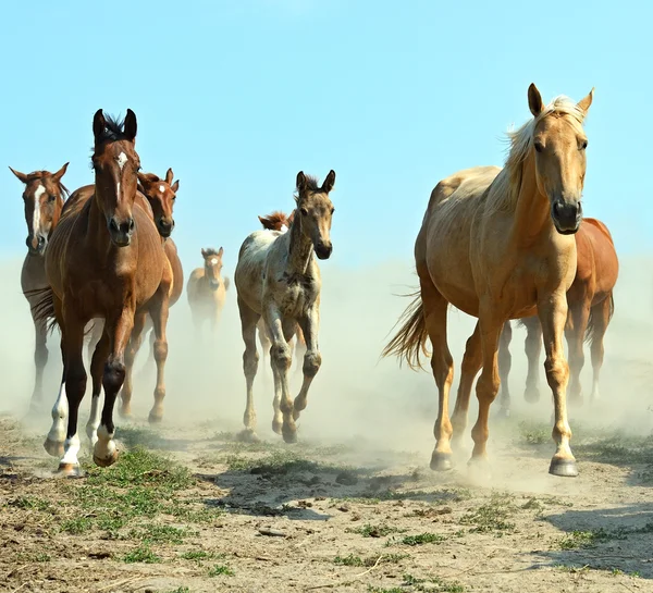 Pferd — Stockfoto