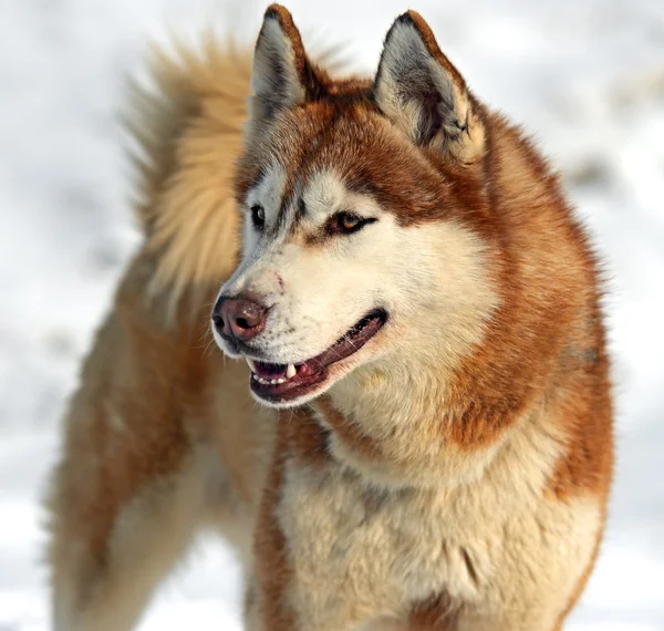 Husky dog — Stock Photo, Image