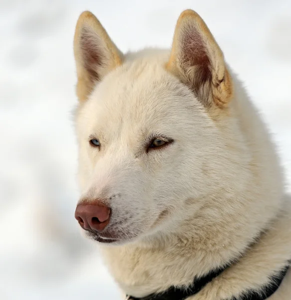 Husky hond — Stockfoto