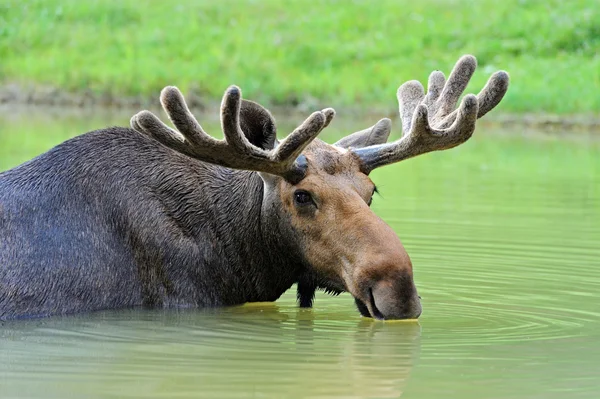 Moose in nature — Stock Photo, Image