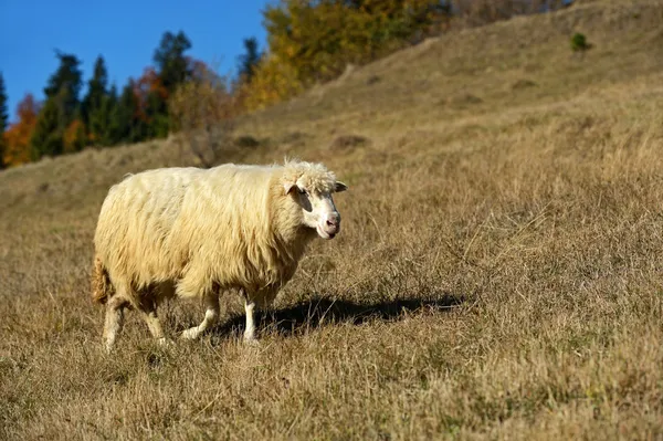 Fåren betar i en betesmark — Stockfoto