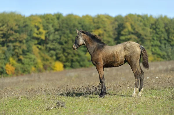 Caballo — Foto de Stock