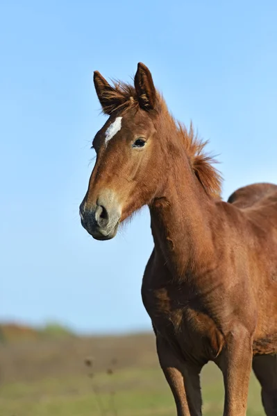 Horse — Stock Photo, Image