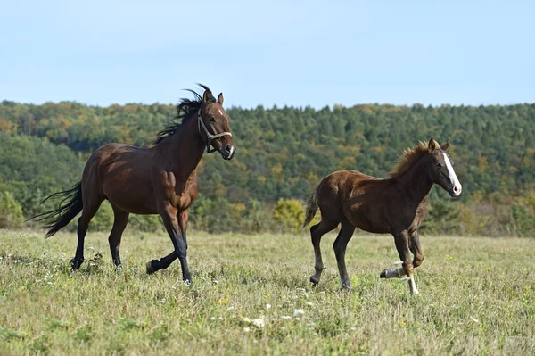 Pferd — Stockfoto