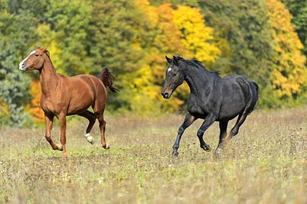 Cavallo — Foto Stock