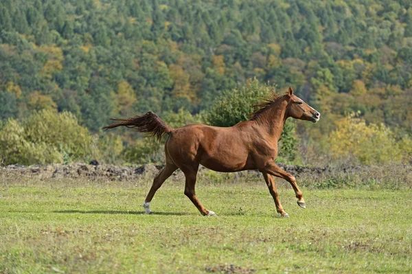 Horse — Stock Photo, Image