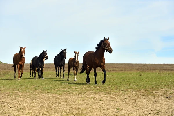 Horse — Stock Photo, Image