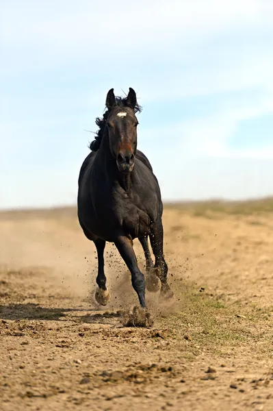 Pferd — Stockfoto