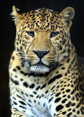 leopar