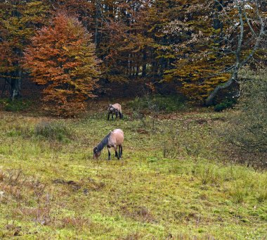 sonbaharda bir ormanda otlayan atlar