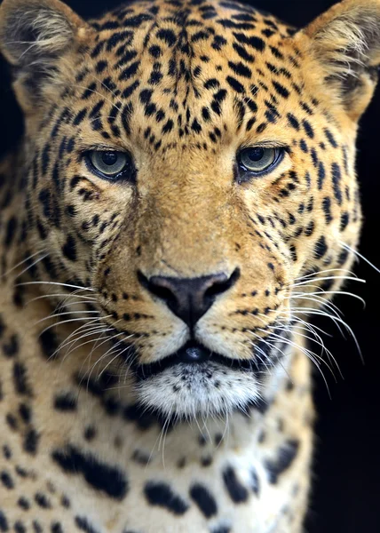 WIJZE LEOPARD — Stockfoto