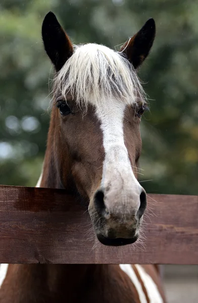 Häst — Stockfoto